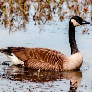 Goose Photograph